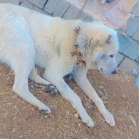 سگ گله نگهبانی|سگ|اشنویه, |دیوار