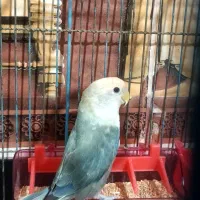 کوتوله ی بازیگوش