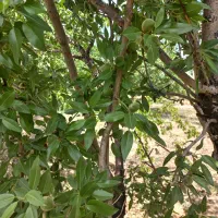 ۸۰۰متری   دارای سند|فروش زمین و ملک کلنگی|اهواز, کمپلو شمالی|دیوار