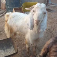 کهره نرمناسب داشت|حیوانات مزرعه|کازرون, |دیوار