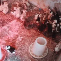 جوجه گلین و بوقلمون