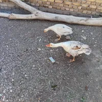 غاز محلی