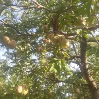 یک تن سیب سی سخت عرضه می شود