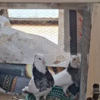 جوجه طوقی برای دستی