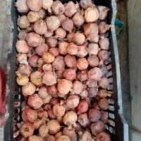 پوست انار خشک شده وانار خشک شده مناسب خوراک دام