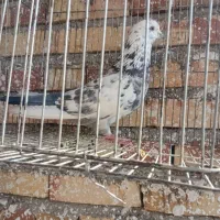 کبوتر|پرنده|صوفیان, |دیوار