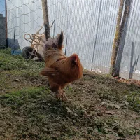 خروس برهما اصیل|حیوانات مزرعه|لاهیجان, آهندان|دیوار