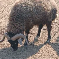 قوچ|حیوانات مزرعه|بندر امام خمینی, |دیوار