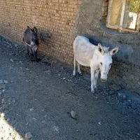 الاغ|حیوانات مزرعه|کوهدشت, |دیوار