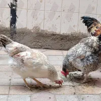 مرغ و خروس محلی