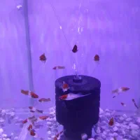 فروش مولی و پلاتی ، گوپی و ماهیان گیاه خوار