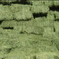 خرید و فروش یونجه