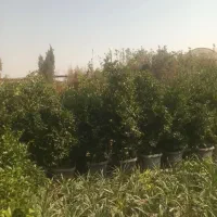 انواع درختچهای فضای سبز  و گل و گیاههای دائمی|خدمات باغبانی و درختکاری|تهران, باغ خزانه|دیوار
