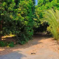 فروش باغ|فروش دفتر صنعتی، کشاورزی، تجاری|رودان, |دیوار