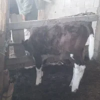 گوساله نر اصل سیمینتال|حیوانات مزرعه|گمیشان, |دیوار