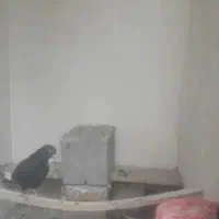 پرنده
