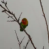 کوتوله|پرنده|چناران, |دیوار