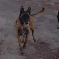 ماده مالینویز