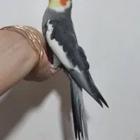 عروس هلندی|پرنده|الیگودرز, |دیوار