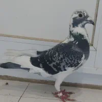 کبوتر مسافتی|پرنده|گنبد کاووس, |دیوار