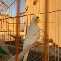 طوطی برزیلی،عروس هلندی مولد،جوان،سرلاکی