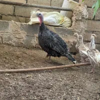 بوقلمون ماده آماده کرچ شدن