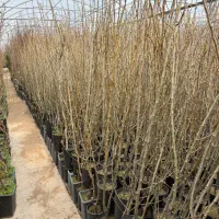 نهال درخت میوه گلابی سطلی