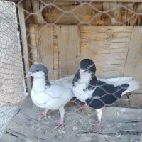 کفتر
