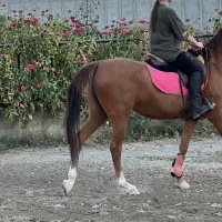 مادیان یکسر خارجی