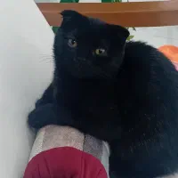 گربه بریتیش .چهارماهه..ماده