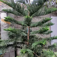 کاج مطبق