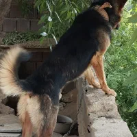 چندروزپیشگمشده۱۰میلیونمژدگانیتقدیممیکنم|حیوانات|همدان, |دیوار