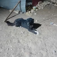 سگ نر فروشی