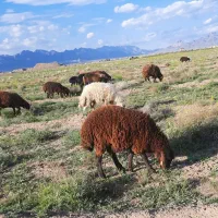 بره نر همو