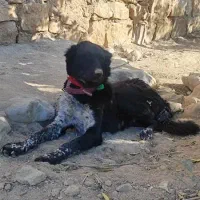 واگذاری سگ قدرجونی