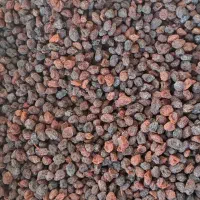 کشمش آفتابی درجه یک