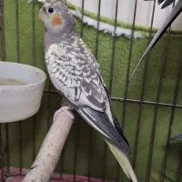 عروس هلندی ماده بالغ|پرنده|تهران, اوقاف|دیوار