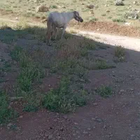 اسب مادیان کرد|اسب و تجهیزات اسبسواری|پادنا, |دیوار