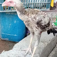 خروس|حیوانات مزرعه|میناب, |دیوار