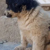 توله سگ قدرجونی|سگ|کرمان, |دیوار