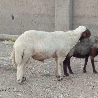 ورن قوچ شک ورن