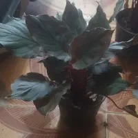 حراج به مناسبت روز دا...مادر|گل و گیاه طبیعی|لردگان, |دیوار