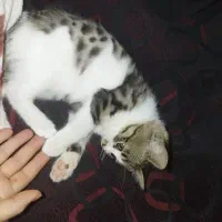 واگذاری رایگان گربه خانگی|گربه|کرمان, |دیوار