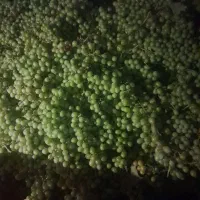 آبغوره طبیعی