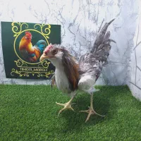 نیمچه خروس گلین