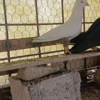 دمبی