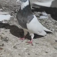 کبوتر طوقی|پرنده|اسفرورین, |دیوار