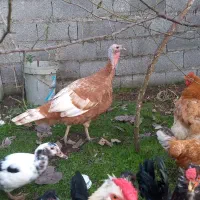 بوقلمون|حیوانات مزرعه|رشت, امین الضرب|دیوار