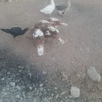 ۴ تا بوقلمون بوربور