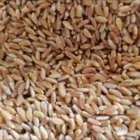 تخم گندم اصلاح شده